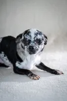 Cesar, a male Chihuahua for sale in Los Angeles, CA – Photo 2 of 3