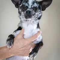 Cesar, a male Chihuahua for sale in Los Angeles, CA – Photo 1 of 3