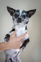 Cesar, a male Chihuahua for sale in Los Angeles, CA – Photo 1 of 3