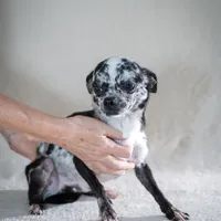 Cesar, a male Chihuahua for sale in Los Angeles, CA – Photo 3 of 3