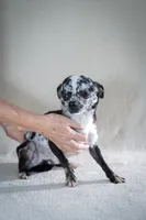 Cesar, a male Chihuahua for sale in Los Angeles, CA – Photo 3 of 3