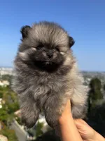Misty, a female Pomeranian for sale in Los Angeles, CA – 6 of 7