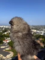 Misty, a female Pomeranian for sale in Los Angeles, CA – 7 of 7