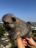 Misty, a female Pomeranian for sale in Los Angeles, CA – 5 of 7