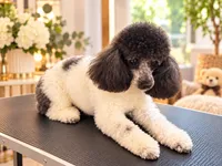 Aya, a female Poodle - Toy  for sale in Los Angeles, CA – 3 of 3