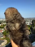 Cleo, a female Pomeranian for sale in Los Angeles, CA – 5 of 5