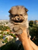 Leo, a male Pomeranian for sale in Los Angeles, CA – 5 of 6