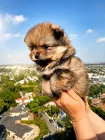 Cleo, a female Pomeranian for sale in Los Angeles, CA – 2 of 5