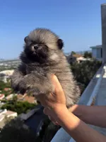 Misty, a female Pomeranian for sale in Los Angeles, CA – 3 of 7