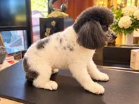 Aya, a female Poodle - Toy  for sale in Los Angeles, CA – 2 of 3