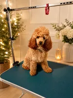 Luchik, a male Poodle - Toy  for sale in Los Angeles, CA – 1 of 1