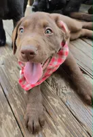 Lincoln, a male Labrador Retriever for sale in Richlands, NC – 4 of 6