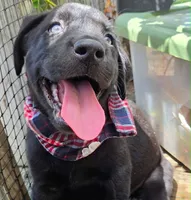 Chevy, a male Labrador Retriever for sale in Richlands, NC – 3 of 5
