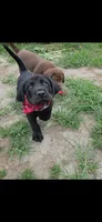 Ram, a male Labrador Retriever for sale in Richlands, NC – 2 of 4