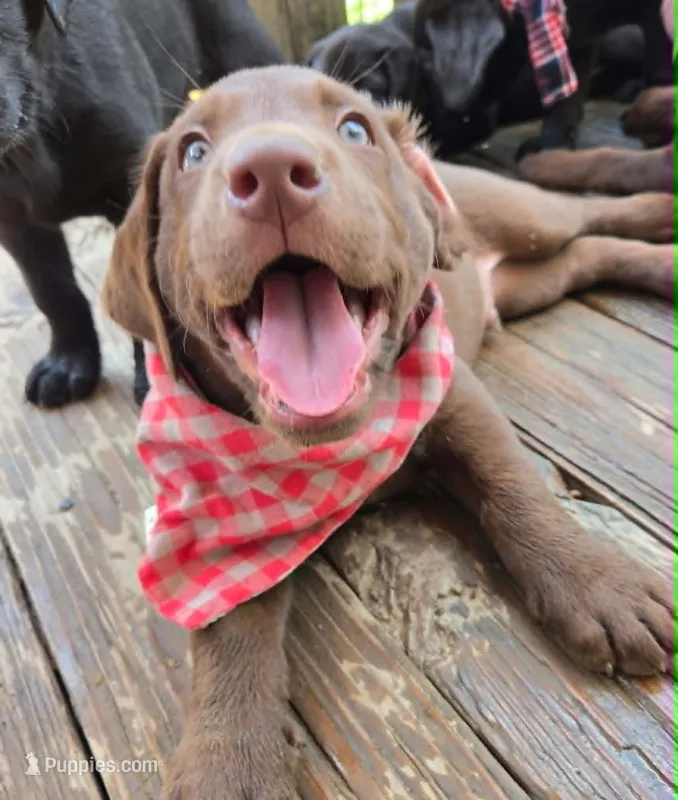 Lincoln – Labrador Retriever puppy for sale in Richlands, NC
