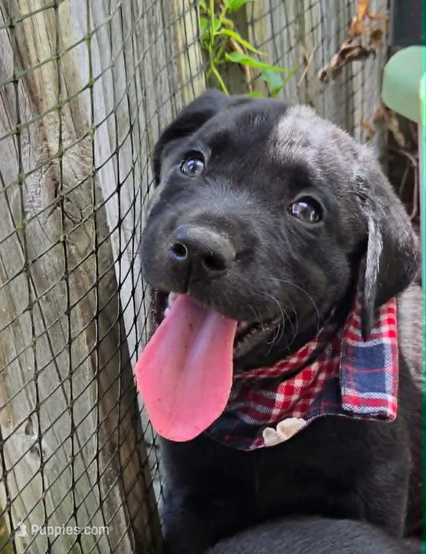 Chevy – Labrador Retriever puppy for sale in Richlands, NC