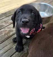 Chevy, a male Labrador Retriever for sale in Richlands, NC – 2 of 5