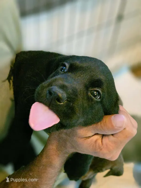 Ford – Labrador Retriever puppy for sale in Richlands, NC