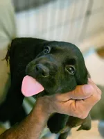 Ford, a male Labrador Retriever for sale in Richlands, NC – 1 of 5