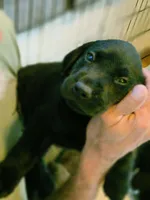 Ford, a male Labrador Retriever for sale in Richlands, NC – 3 of 5