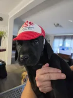Chevy, a male Labrador Retriever for sale in Richlands, NC – 4 of 5