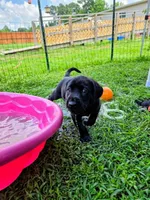 Ford, a male Labrador Retriever for sale in Richlands, NC – 2 of 5