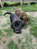 Ford, a male Labrador Retriever for sale in Richlands, NC – 4 of 5