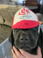 Ram, a male Labrador Retriever for sale in Richlands, NC – 3 of 4