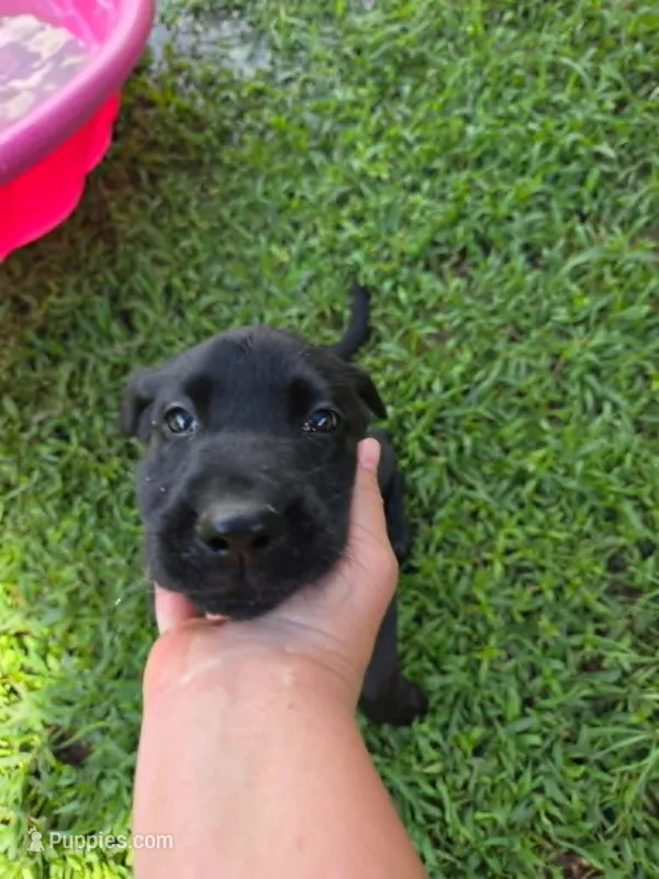 Ram – Labrador Retriever puppy for sale in Richlands, NC