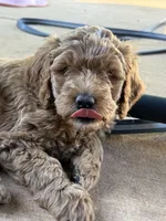 Blue collar boy, a male Goldendoodle for sale in Grain Valley, MO – 6 of 6