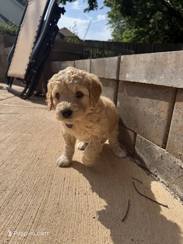 Violet-Purple collar girl – Goldendoodle puppy for sale in Grain Valley, MO