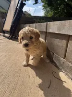 Purple collar girl, a female Goldendoodle for sale in Grain Valley, MO – 6 of 6