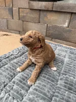 Orange collar puppy, a male Goldendoodle for sale in Grain Valley, MO – 10 of 10