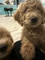 Baby- Green collar puppy, a female Goldendoodle for sale in Grain Valley, MO – 5 of 6