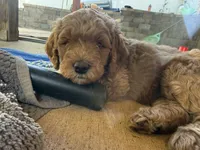 Blue collar boy, a male Goldendoodle for sale in Grain Valley, MO – 2 of 6