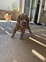Teal Puppy, a male Goldendoodle for sale in Grain Valley, MO – 6 of 6