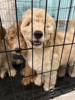 Violet-Purple collar girl, a female Goldendoodle for sale in Grain Valley, MO – 2 of 8