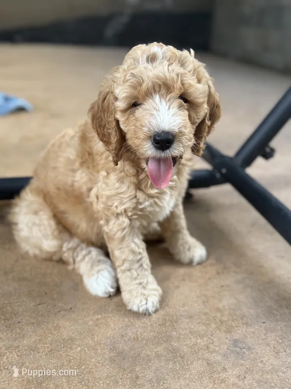 Orange collar puppy – Goldendoodle puppy for sale in Grain Valley, MO