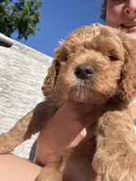 Blue collar boy, a male Goldendoodle for sale in Grain Valley, MO – 1 of 6