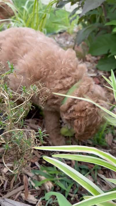 Green collar puppy, a female Goldendoodle for sale in Grain Valley, MO – 6 of 6