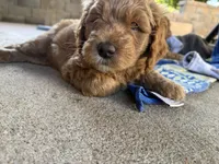 Blue collar boy, a male Goldendoodle for sale in Grain Valley, MO – 4 of 6