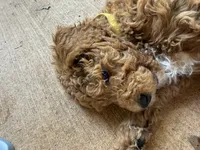 Yellow collar puppy, a male Goldendoodle for sale in Grain Valley, MO – 3 of 8
