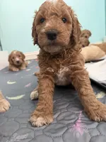 Orange collar puppy, a male Goldendoodle for sale in Grain Valley, MO – 8 of 10