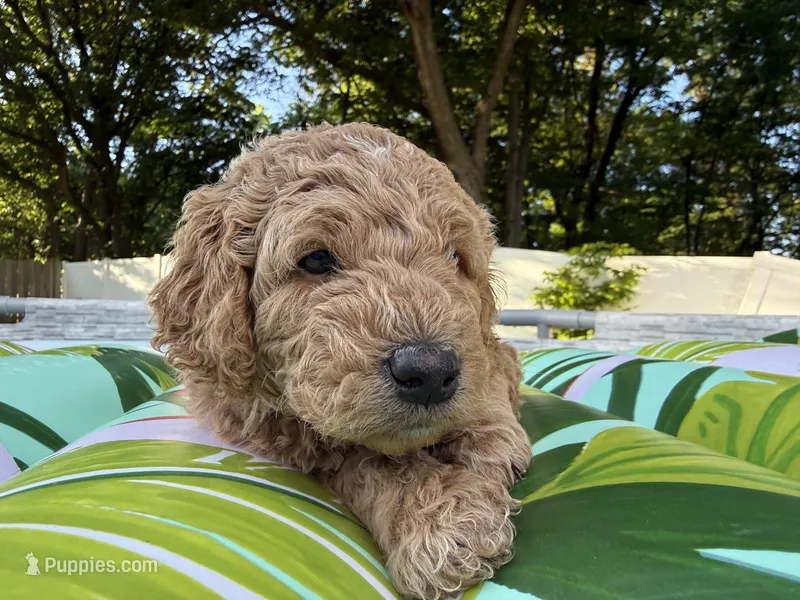 Green collar puppy – Goldendoodle puppy for sale in Grain Valley, MO