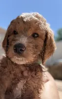 Teal Puppy, a male Goldendoodle for sale in Grain Valley, MO – 2 of 6