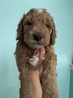 Orange collar puppy, a male Goldendoodle for sale in Grain Valley, MO – 2 of 10