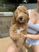 Reddington “snuggles” Red collar puppy, a male Goldendoodle for sale in Grain Valley, MO – 2 of 9