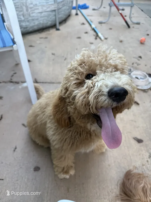 Reddington “snuggles” Red collar puppy – Goldendoodle puppy for sale in Grain Valley, MO