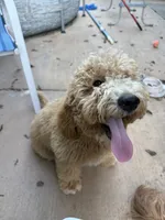 Reddington “snuggles” Red collar puppy, a male Goldendoodle for sale in Grain Valley, MO – 1 of 10