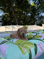 Green collar puppy, a female Goldendoodle for sale in Grain Valley, MO – 5 of 6